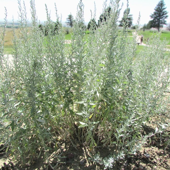 Black sage plant.