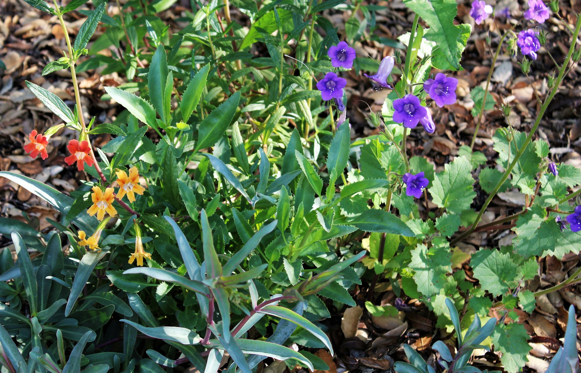 Image of native flowers.