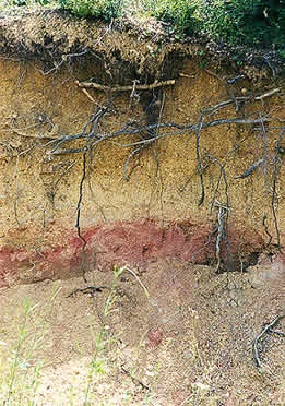 Soil Profile