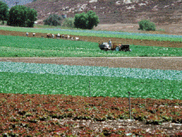 Plants in a field