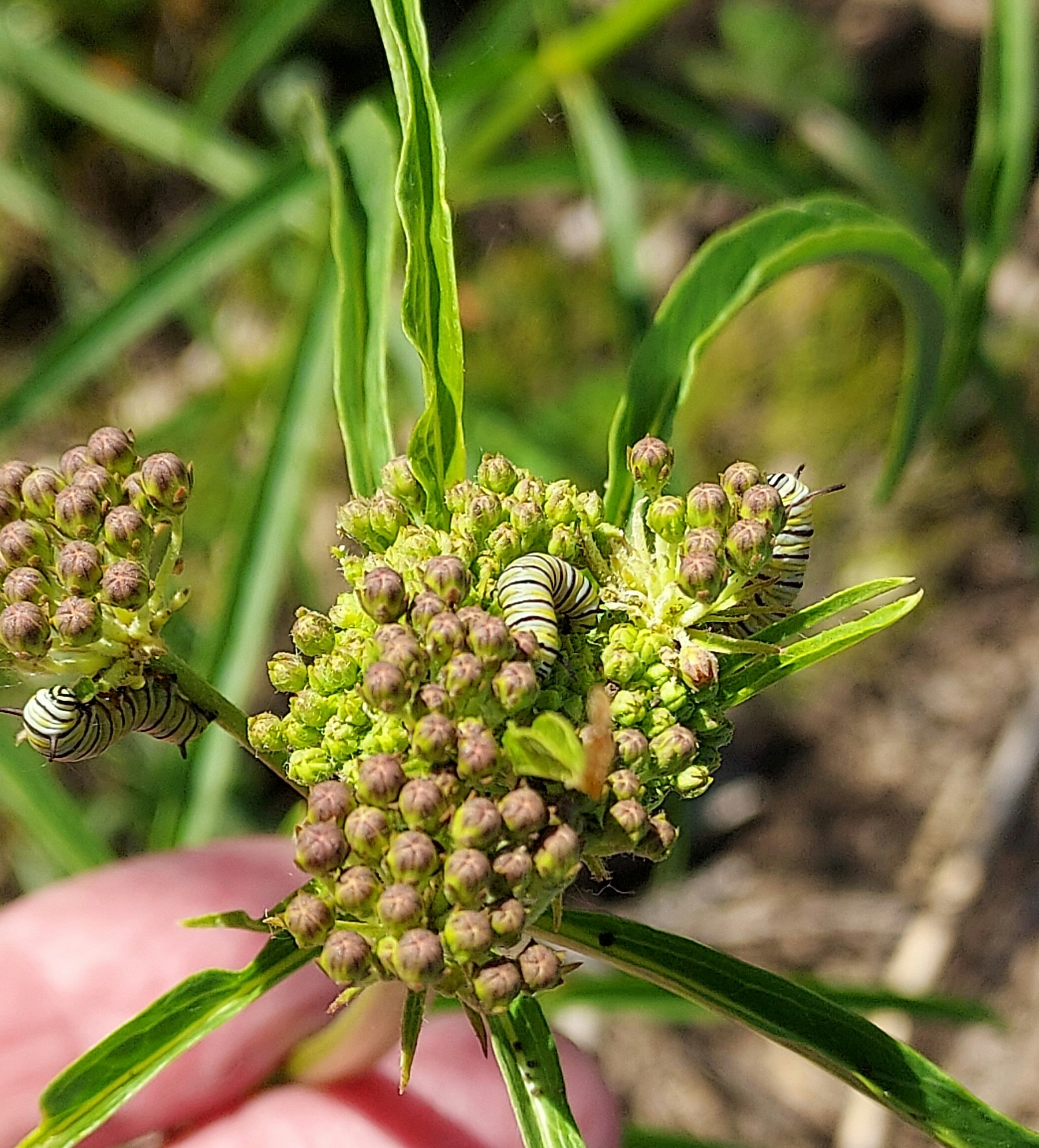 Monarch caterpillars on milkweed