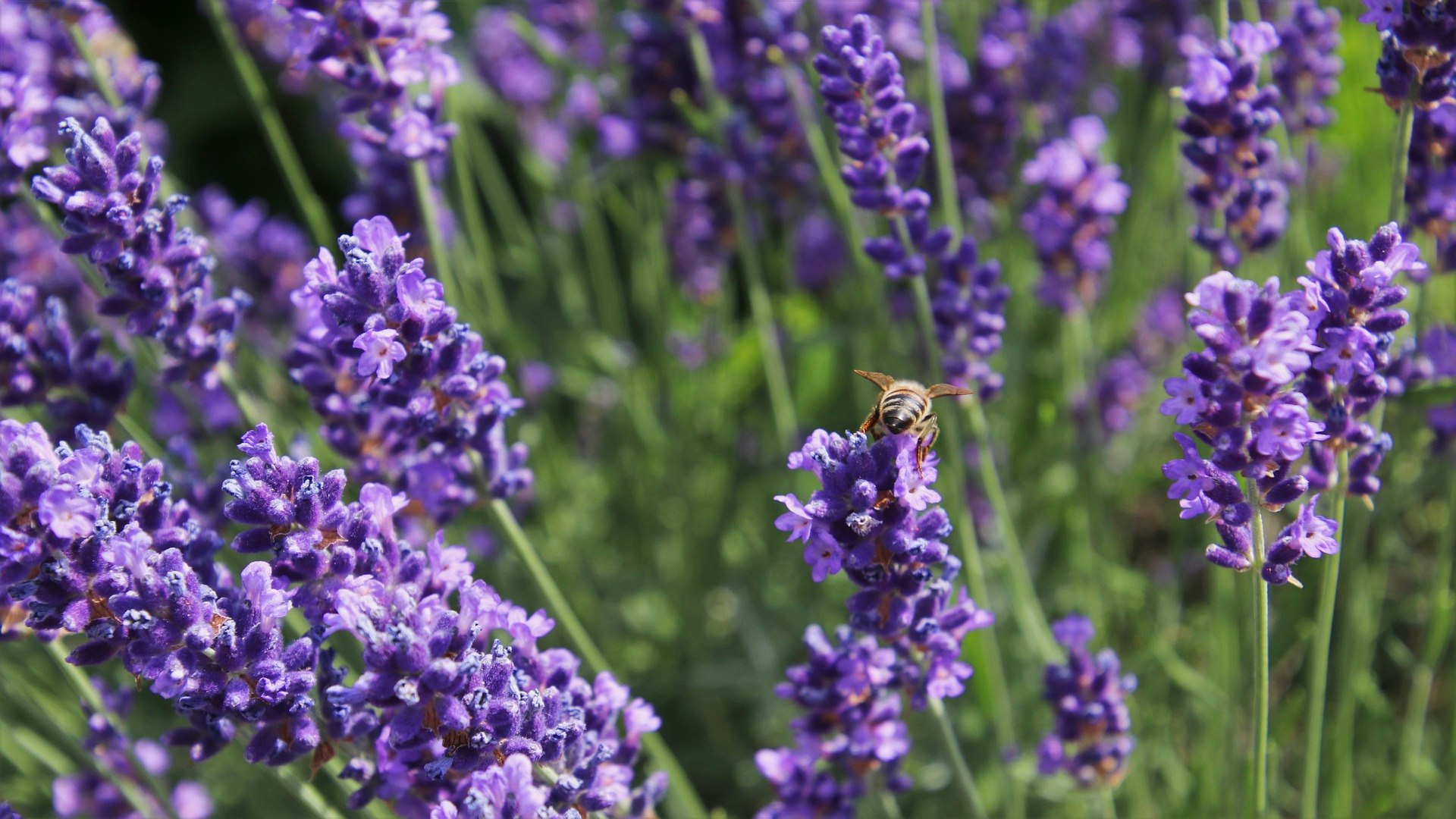May contain: plant, honey bee, invertebrate, animal, bee, insect, apidae, and lavender