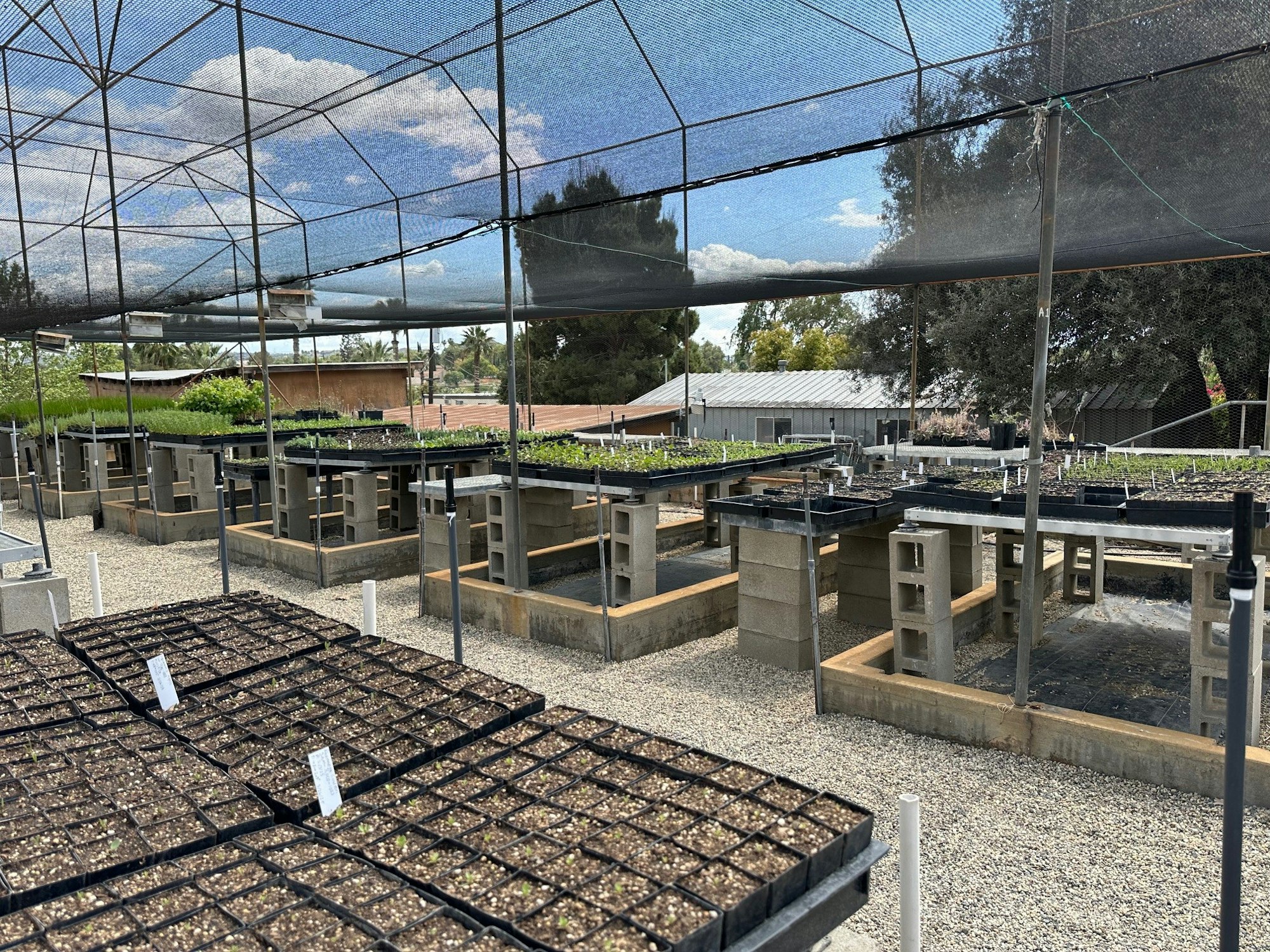 A shaded outdoor nursery with seedling trays on elevated platforms made of cinder blocks.