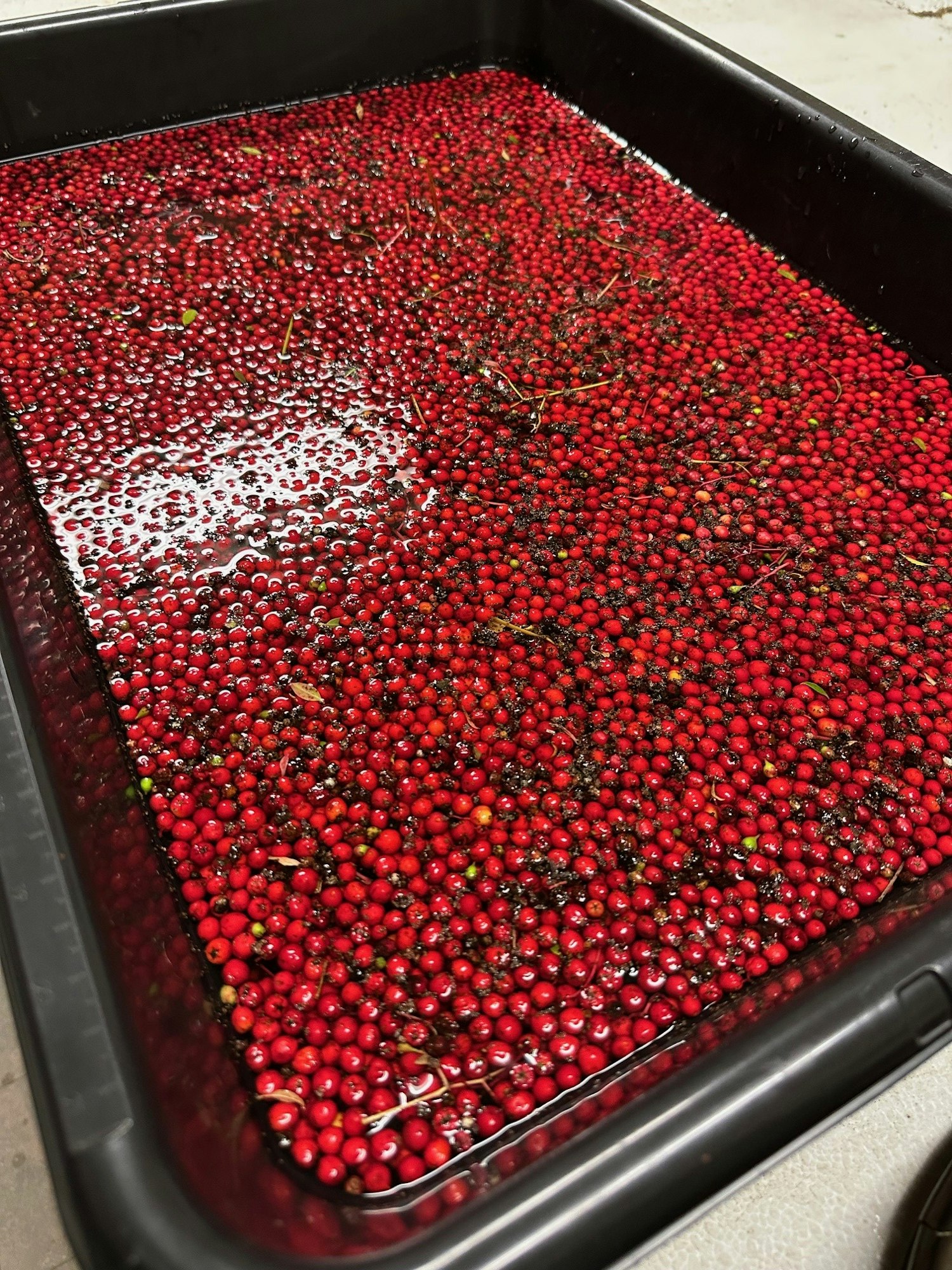 A black container filled with small red berries submerged in water.