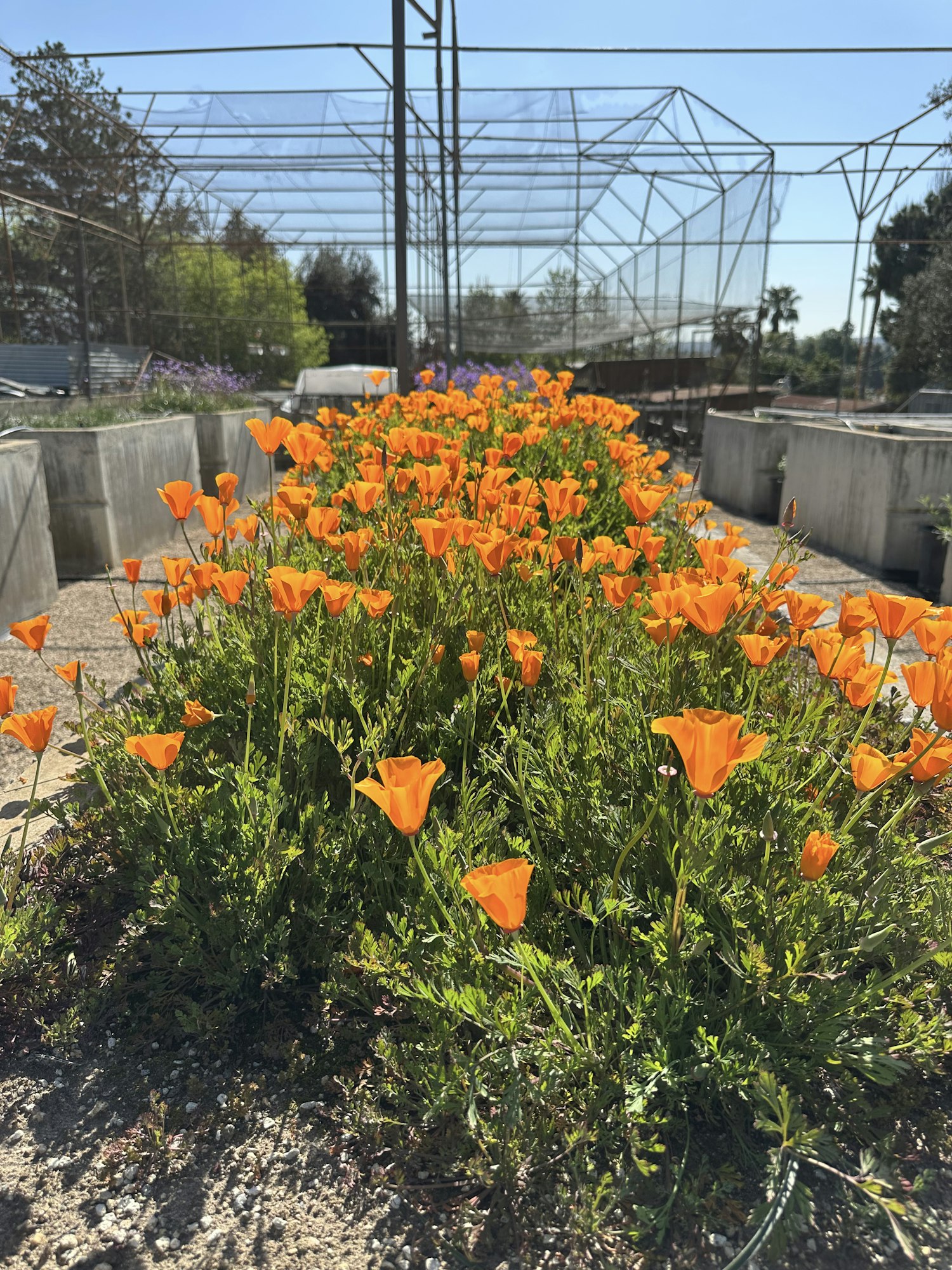 Annuals growing for seed collection