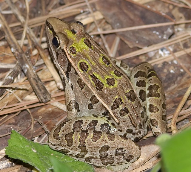 Southern Leopard Frog