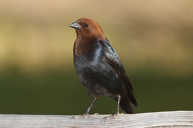 Male Brown-headed Cowbird