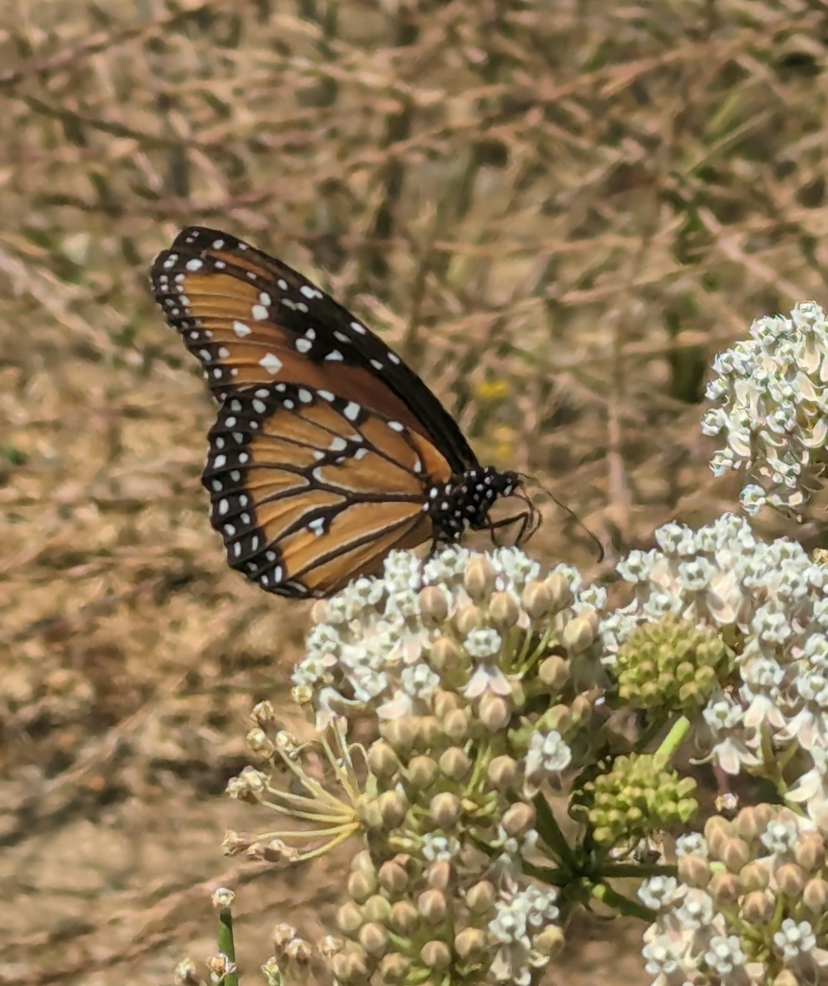 A Queen butterfly on Narrowleaf Milkweed plant.