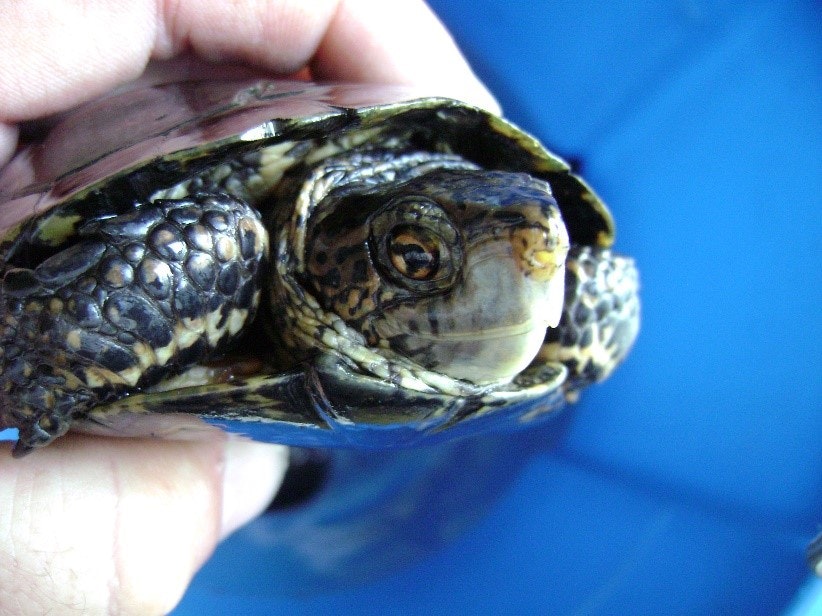 Image of a Western Pond Turtle