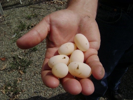 Image of someone holding Western Pond Turtle Eggs