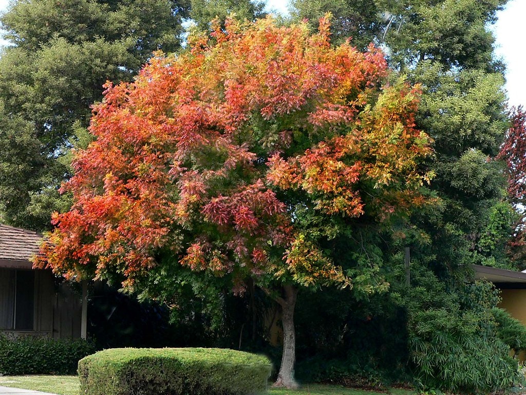 May contain: tree, plant, and maple