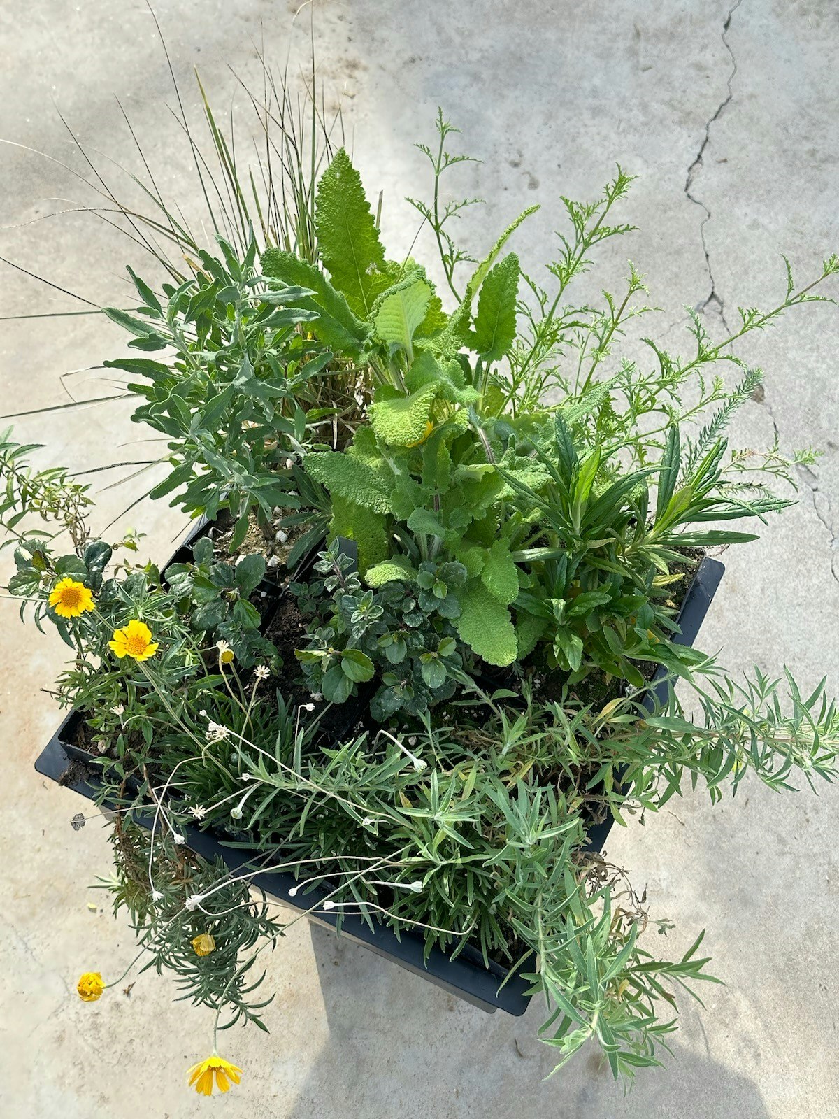 A variety of green plants and small yellow flowers in a black container on a concrete surface.