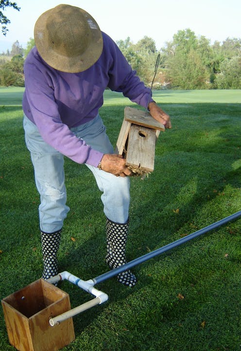 Person monitoring a bluebird nest box.