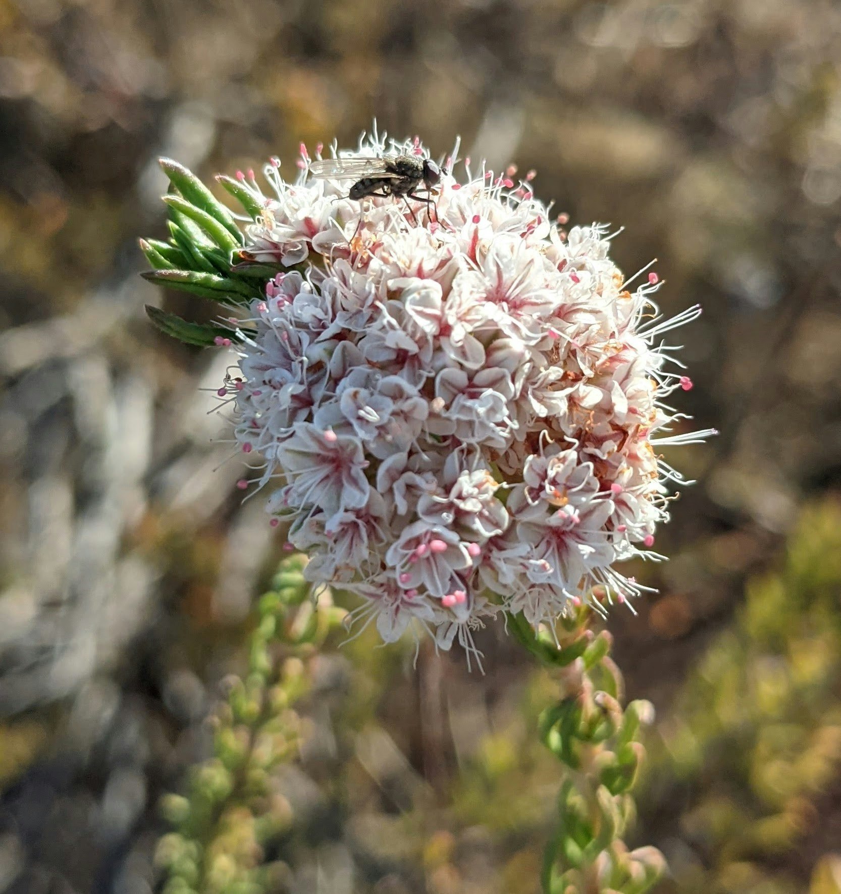Pinkish-white flowers with a fly on top, against a blurred natural background.