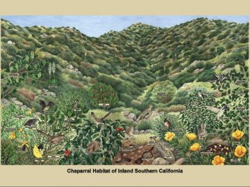 Chaparral habitat poster