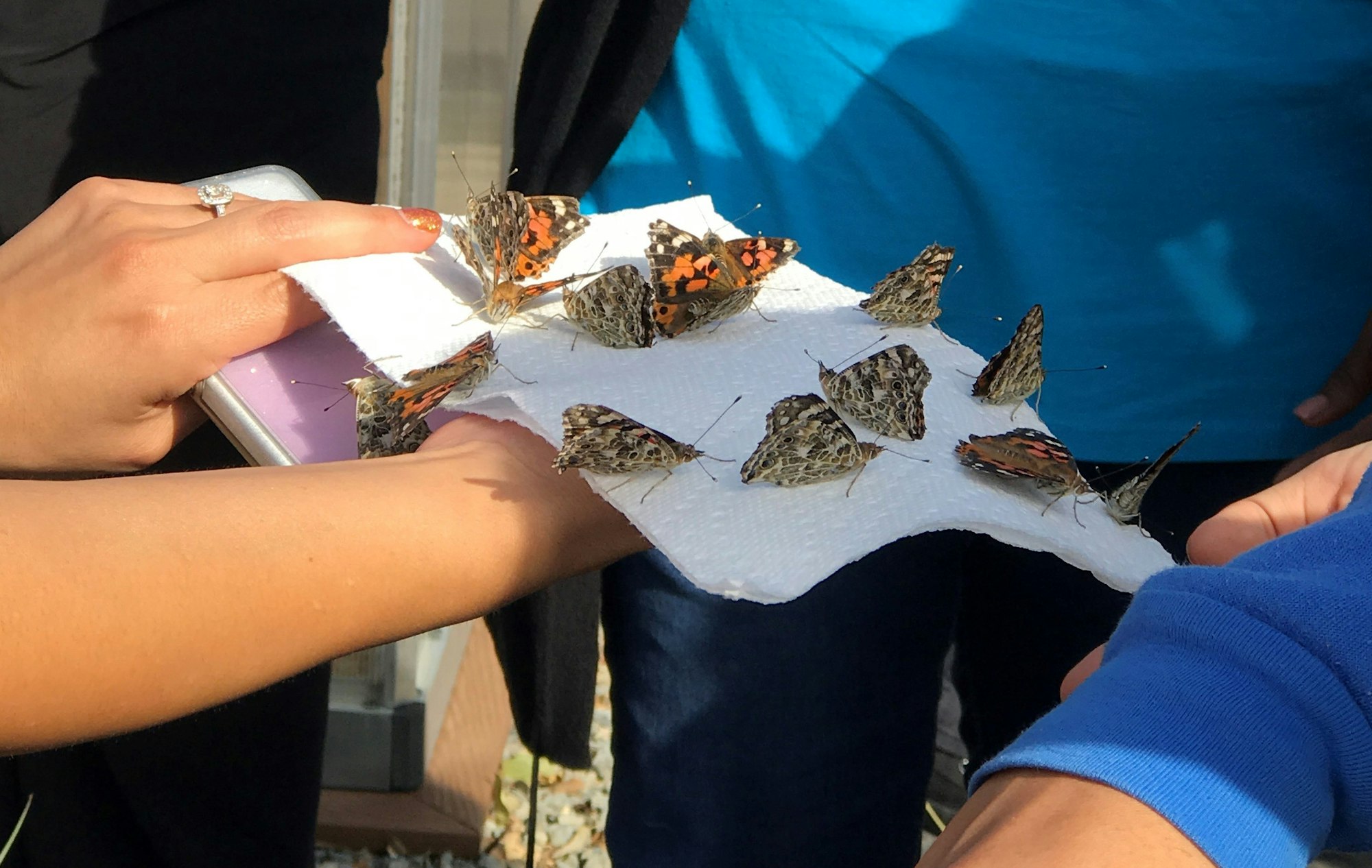 May contain: Students holding butterflies that were raised and now getting released.