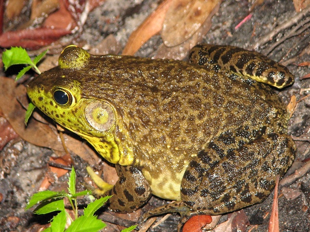 American Bullfrog