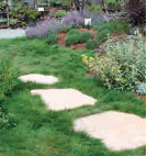 May contain: plant, grass, nature, yard, outdoors, and lawn