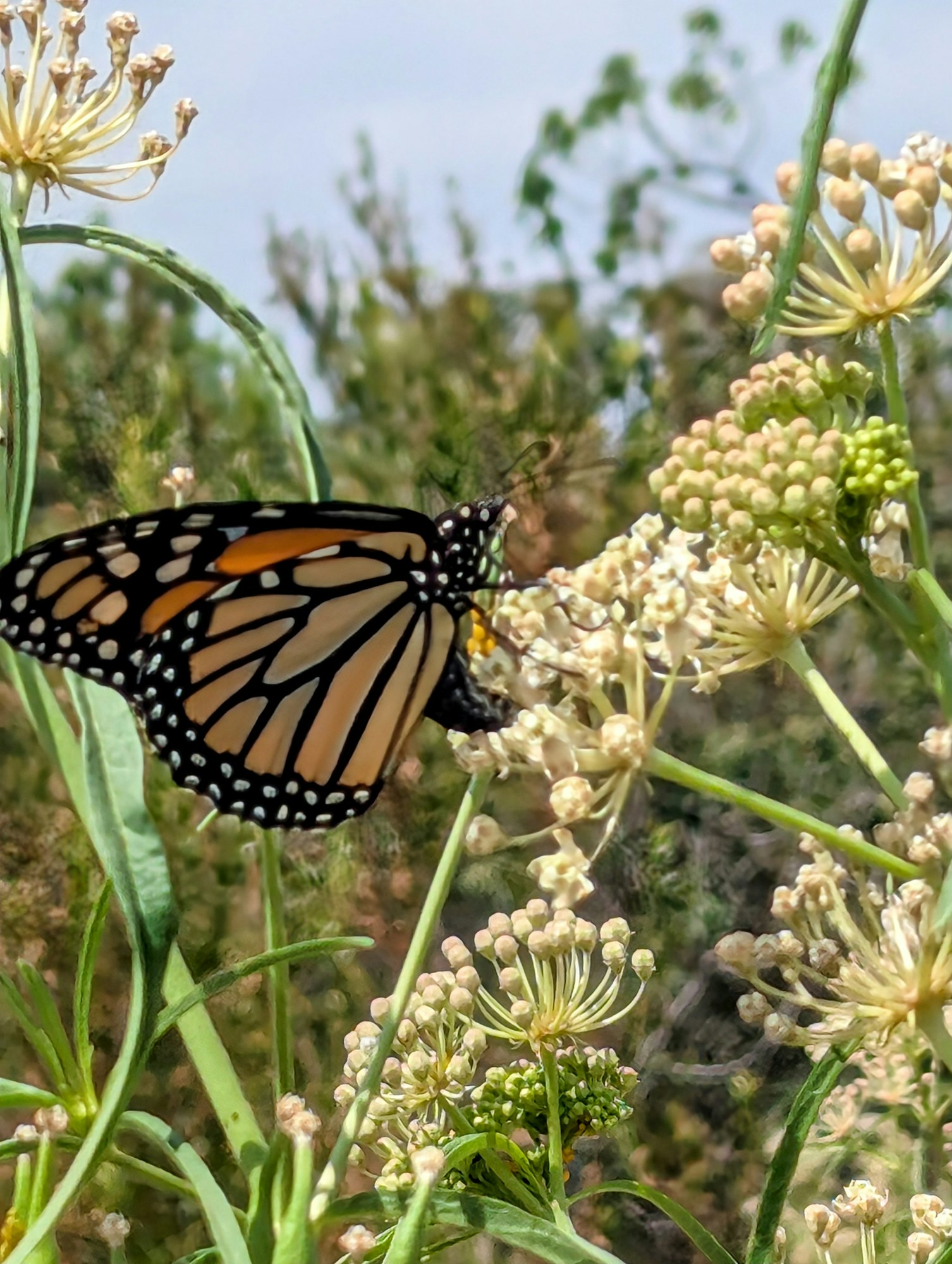 A monarch butterfly perched on flowering plants with a blurred green background.