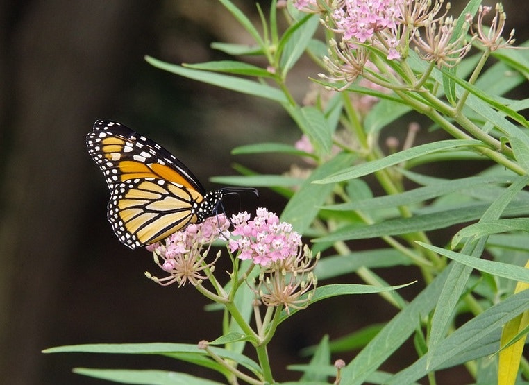 Monarch Butterfly