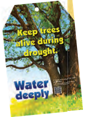 Image may contain: tree with instructions to keep trees alive during drought, by watering deeply.