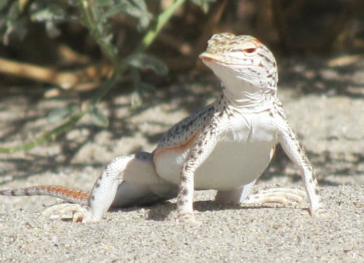 Coachella Valley Fringe-toed Lizard
