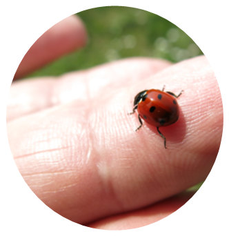 Up-close photo of a ladybug on a finger.