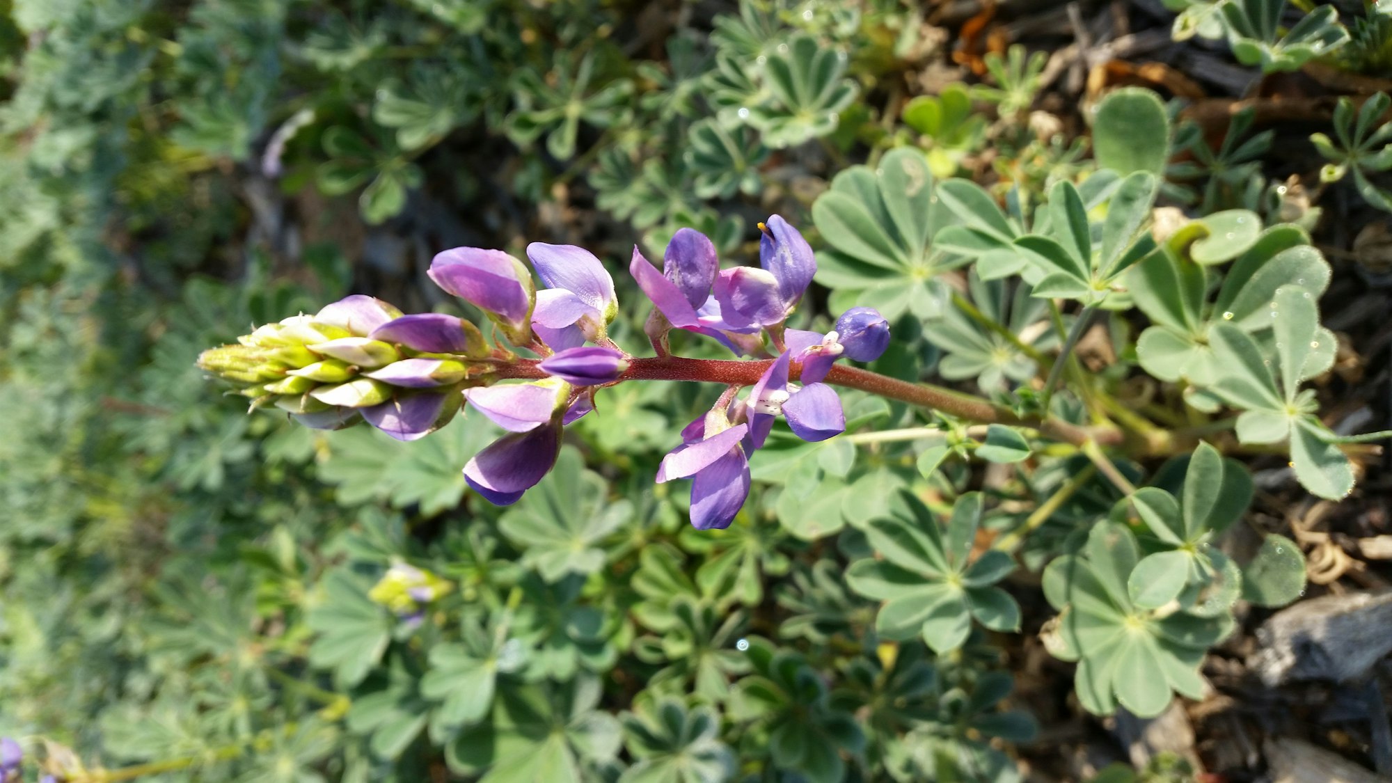 May contain: plant, flower, blossom, geranium, and lupin