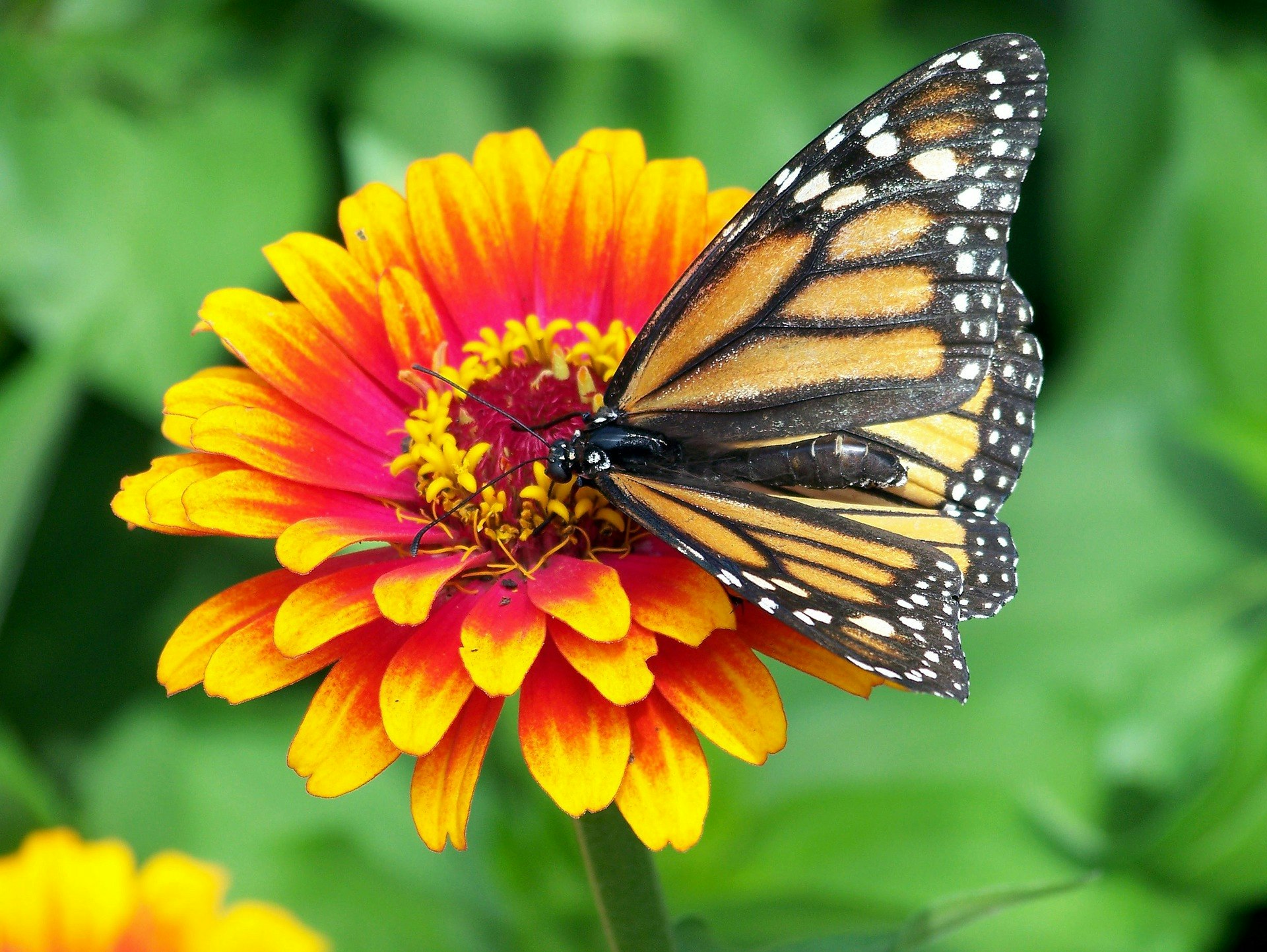 May contain: animal, monarch, butterfly, invertebrate, insect, honey bee, and bee