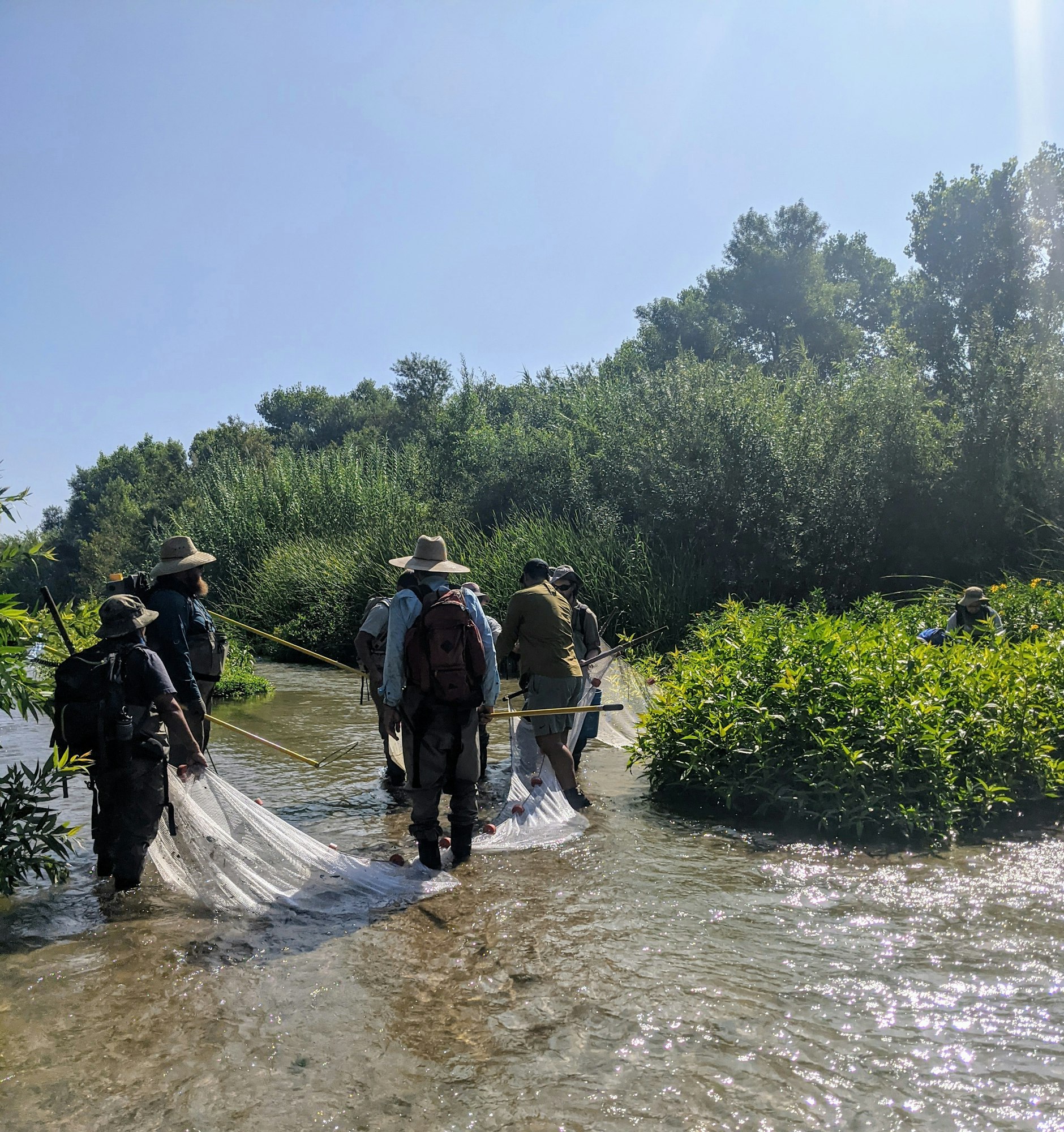 Native fish survey in the Santa Ana River