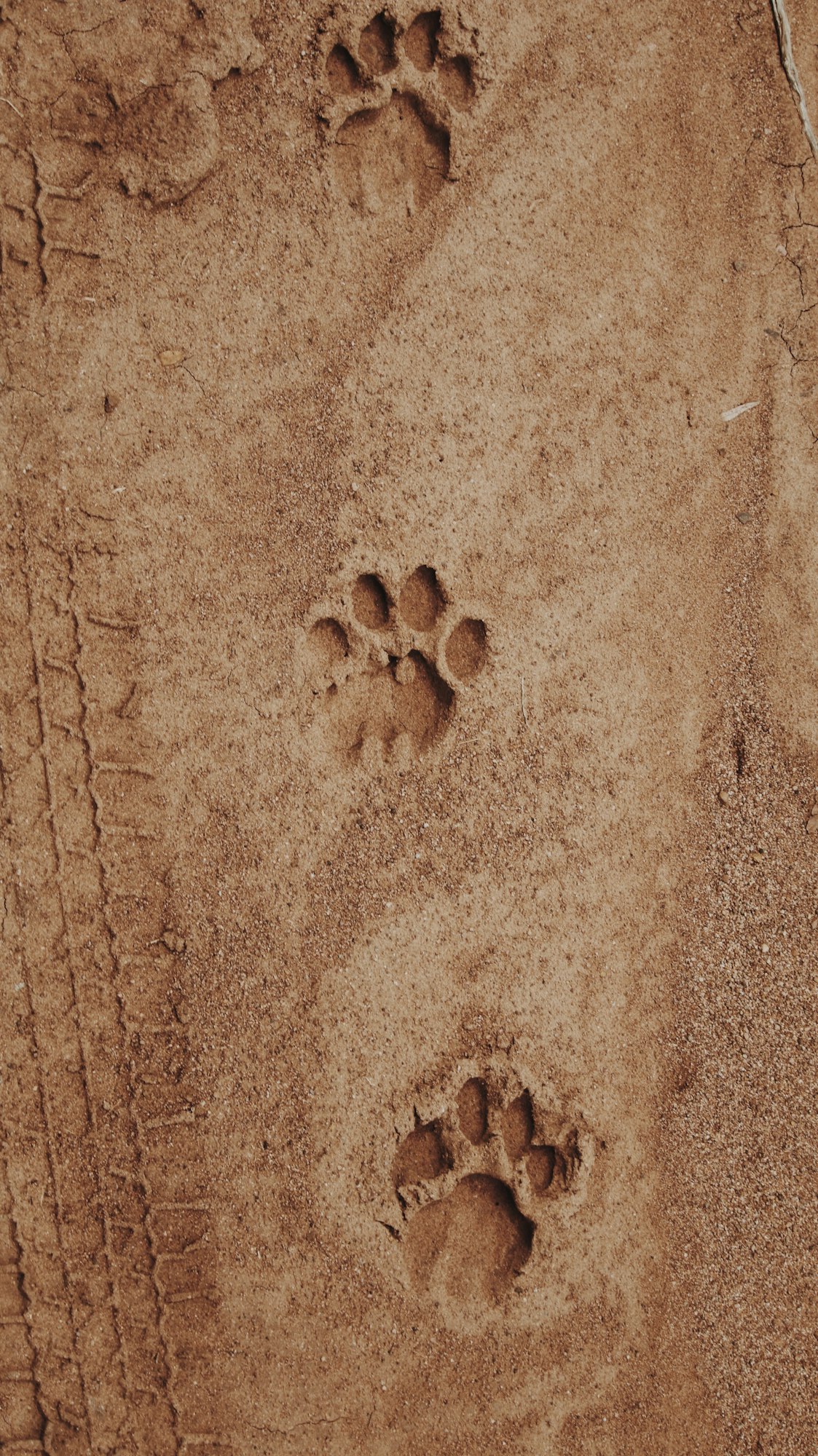Animal tracks in mud
