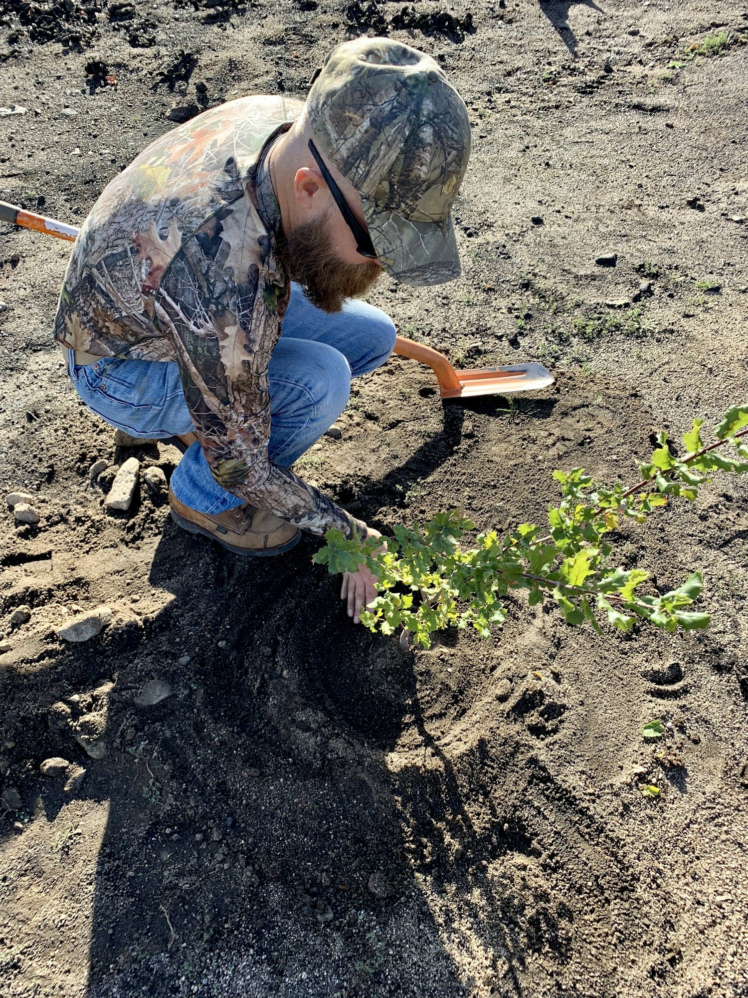 Oak restoration planting