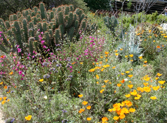 California native plant landscape