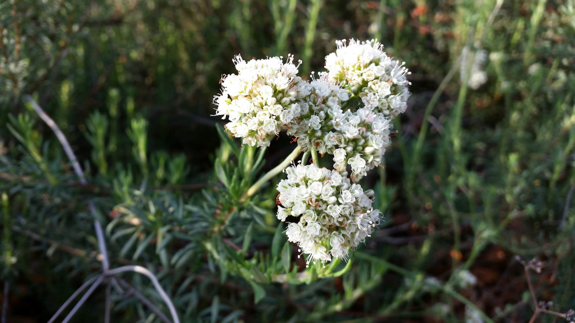 May contain: plant, blossom, flower, and apiaceae