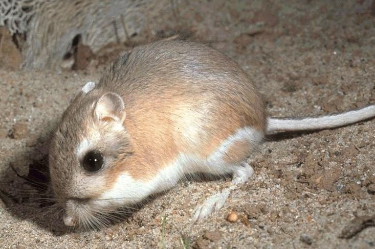 Endangered Stephen's Kangaroo Rat