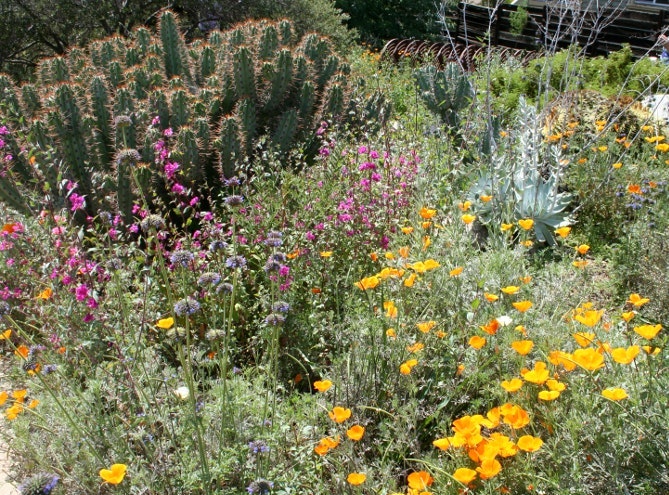 A vibrant garden with various colorful flowers and cacti, including yellow, purple, and pink blooms amidst lush greenery.