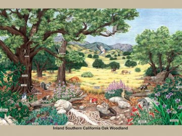 Oak Woodland habitat poster