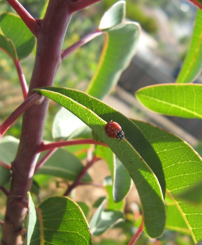 Laurel Sumac plant