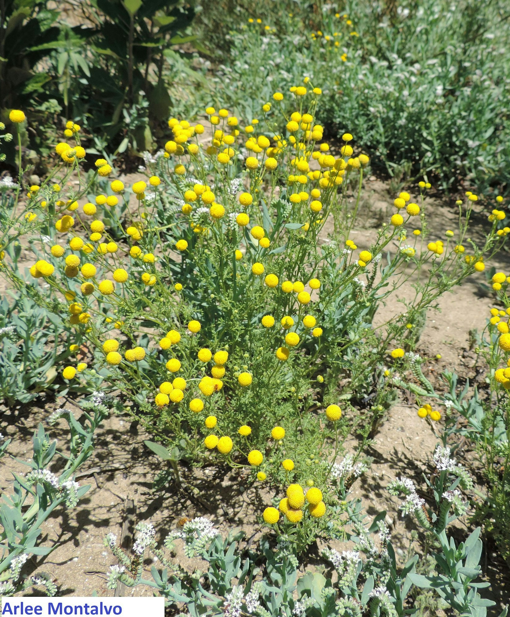 Yellow button-like flowers with green foliage growing in a garden.
