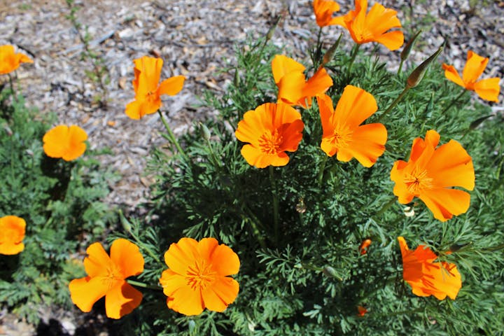 Image of orange poppy flowers.