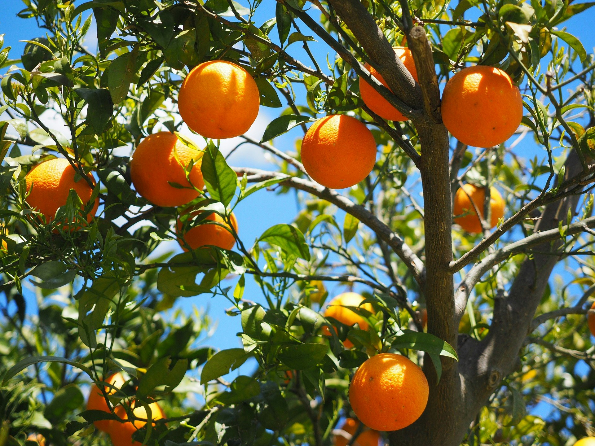 May contain: fruit, citrus fruit, food, orange, plant, and produce