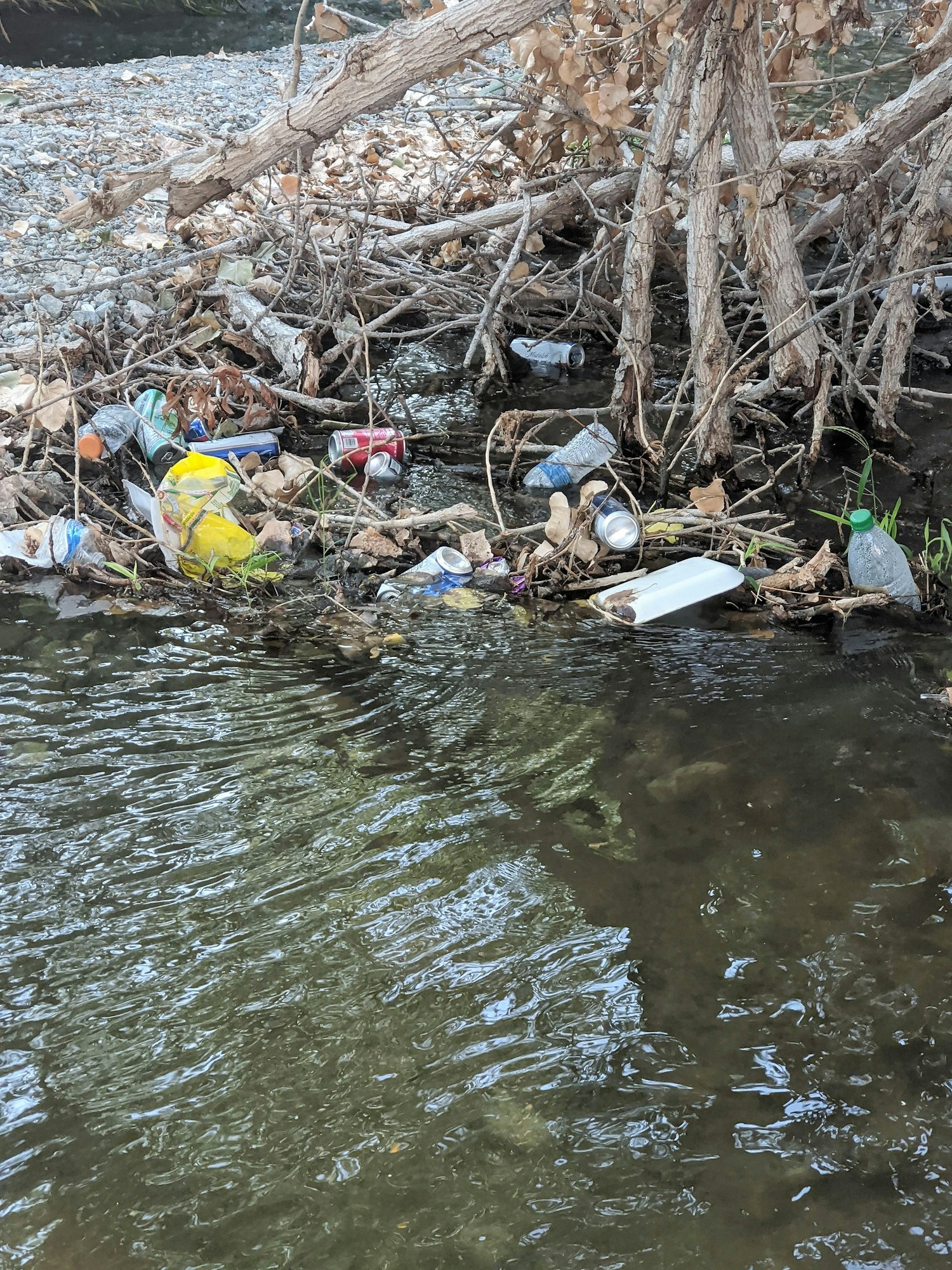 Trash accumulating along banks of Santa Ana River