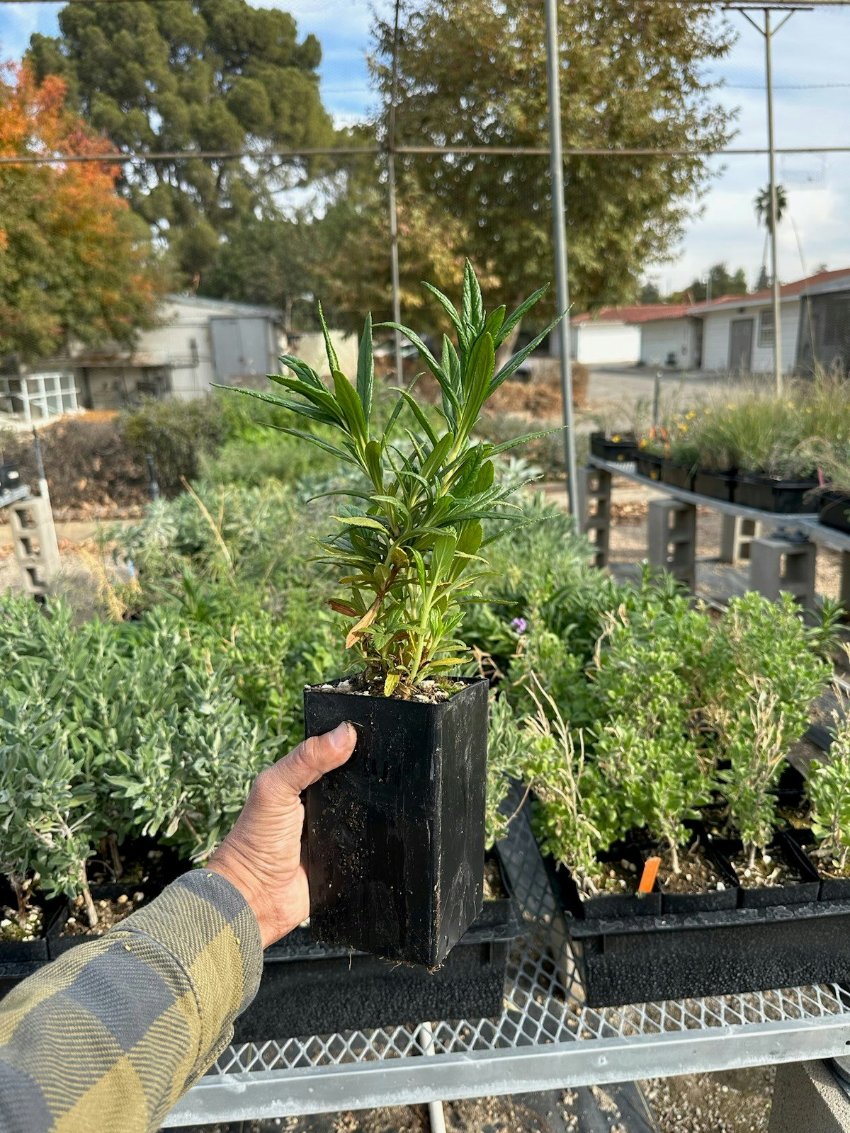 A hand holding a small potted plant in a garden center with more plants in the background.
