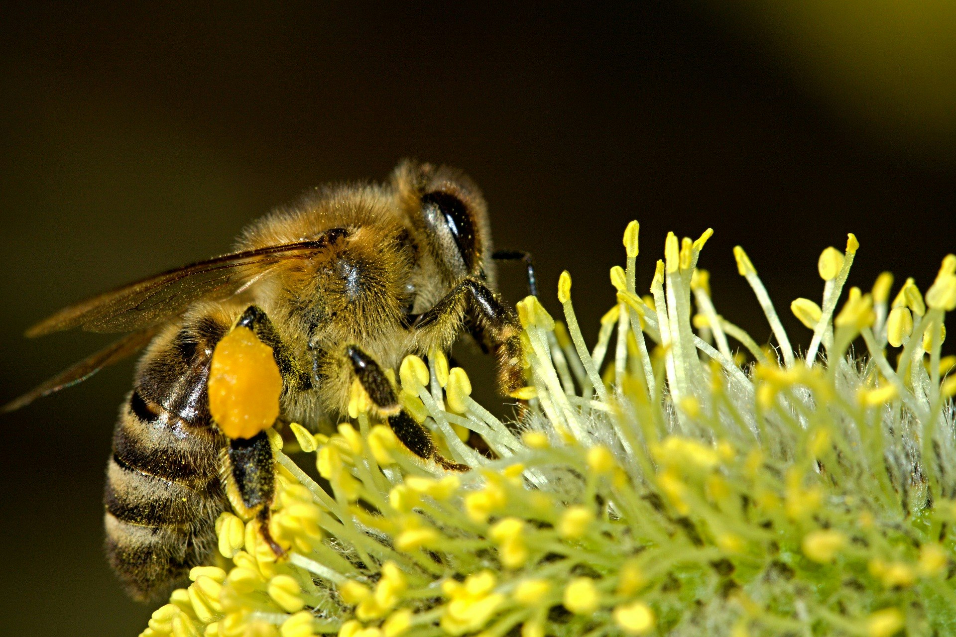 May contain: apidae, invertebrate, animal, insect, bee, honey bee, plant, and pollen