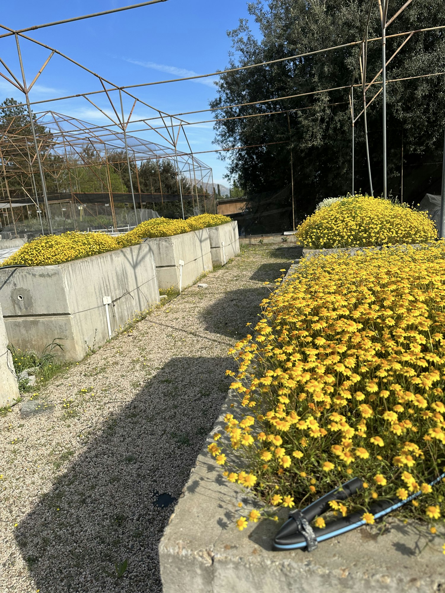 Yellow flowers planted along concrete steps with a metal framework overhead. Blue sky and trees in the background.