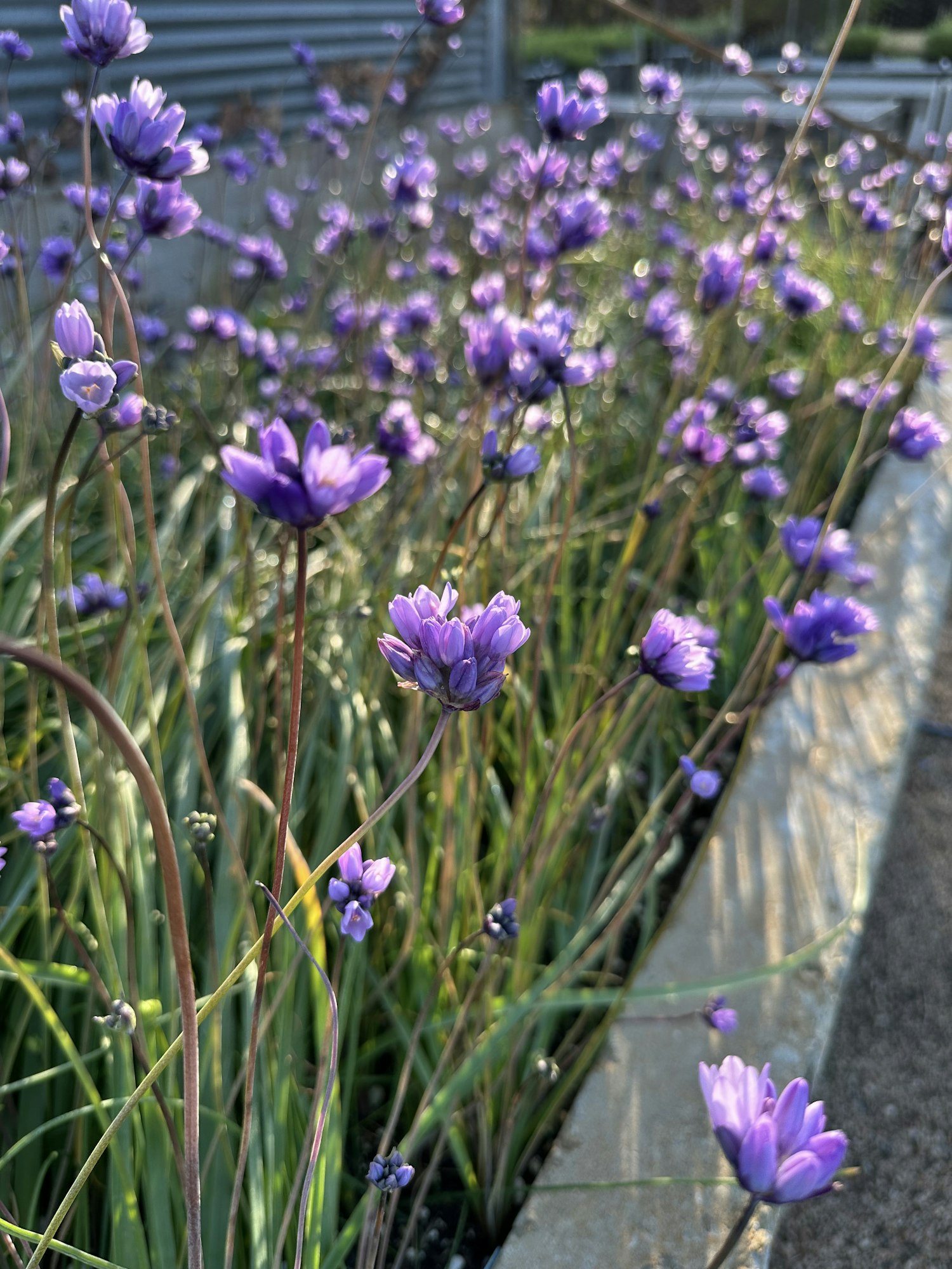 Purple flowers with thin stems in a garden, sunlight casting shadows on a stone path.