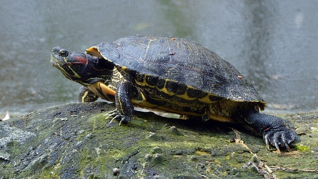 Red-eared Slider Turtle