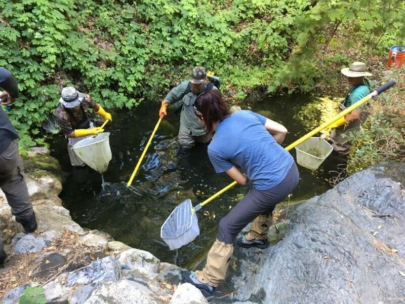 People are using nets to catch something in a small stream surrounded by greenery.