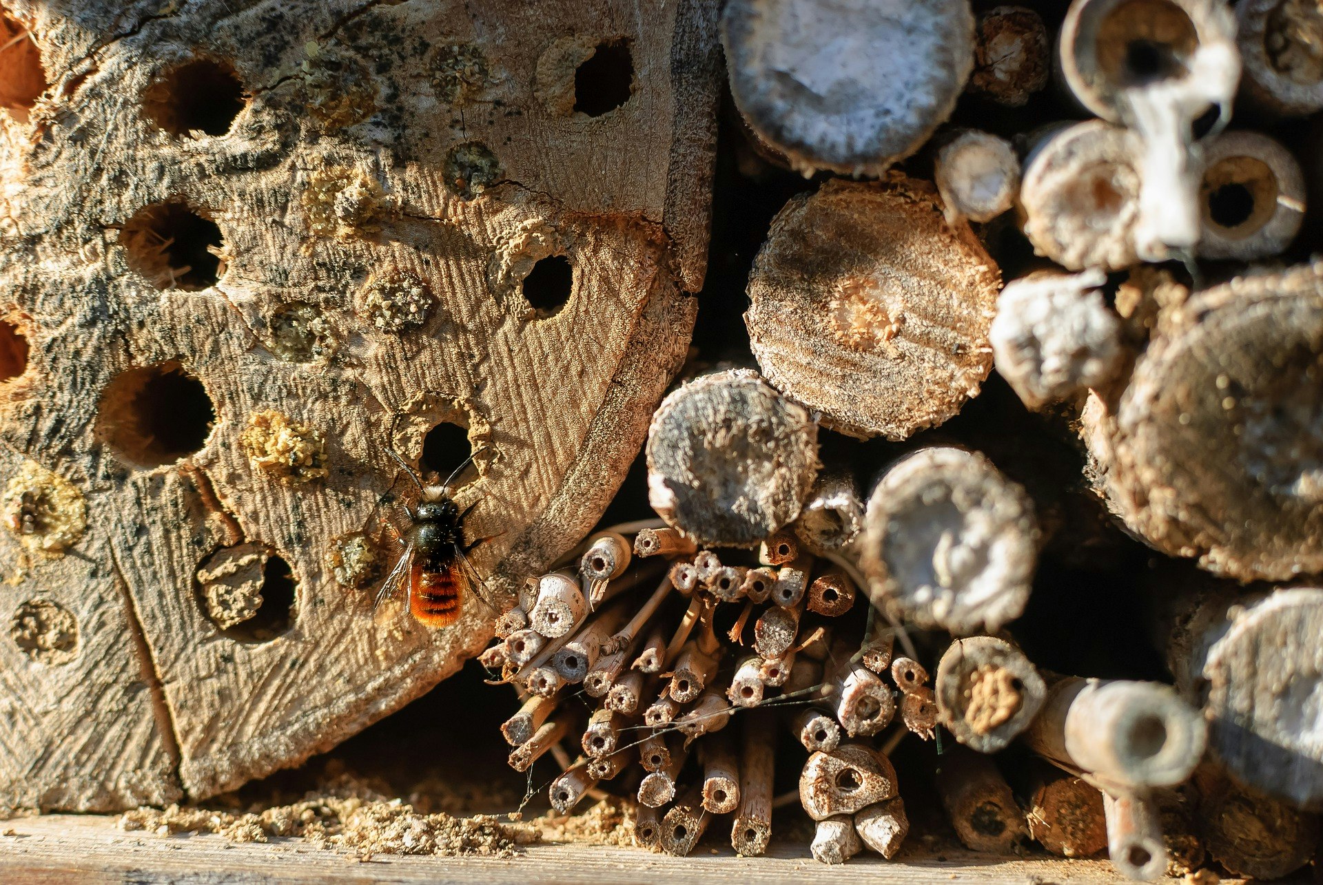 May contain: wood and lumber