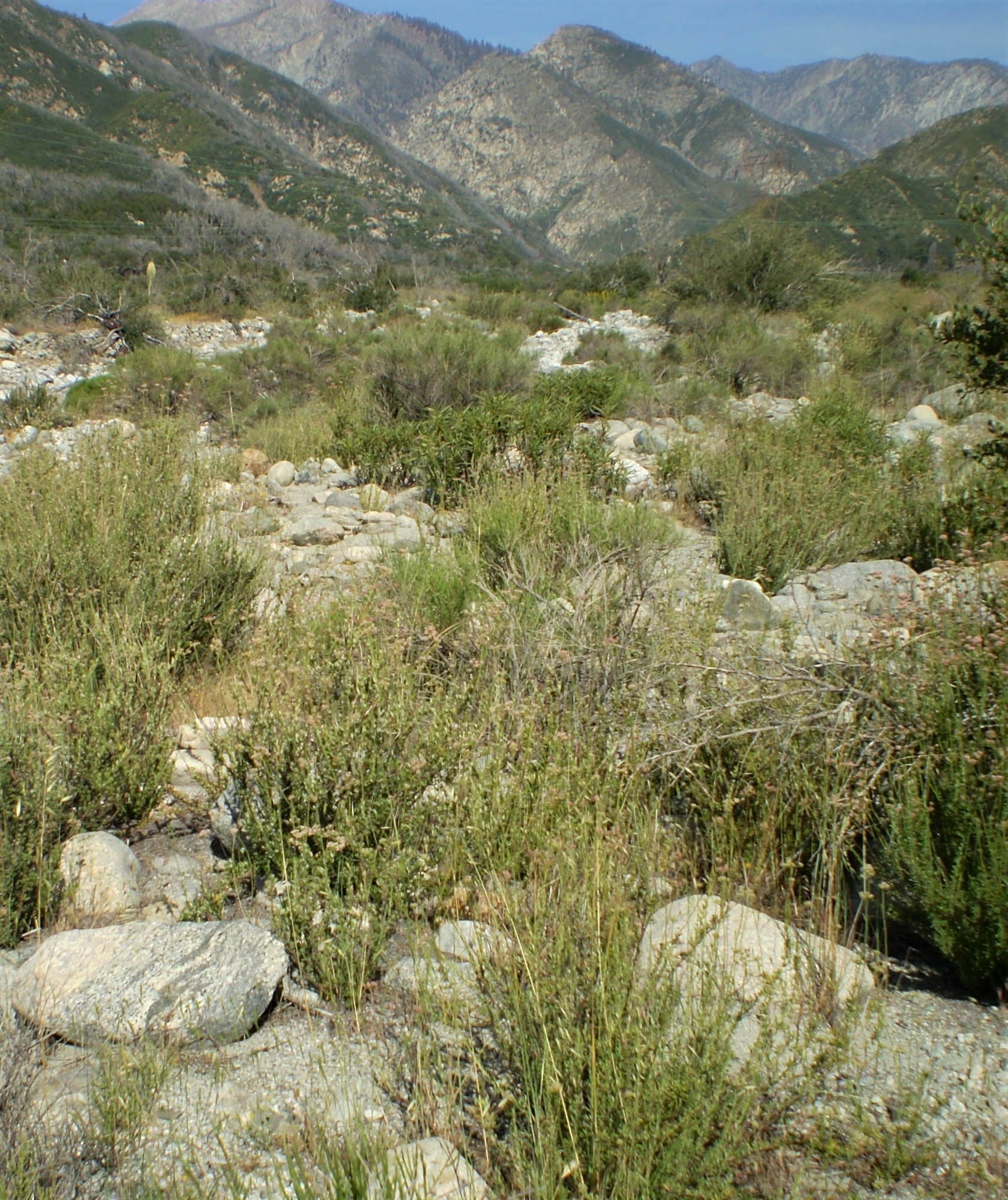 May contain: outdoors, wilderness, nature, mountain, plant, grass, and slope